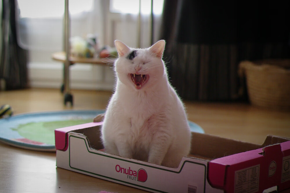 中国香港队再创新高：国际乒联混合团体世界杯精彩回顾，香港乒乓球队成绩