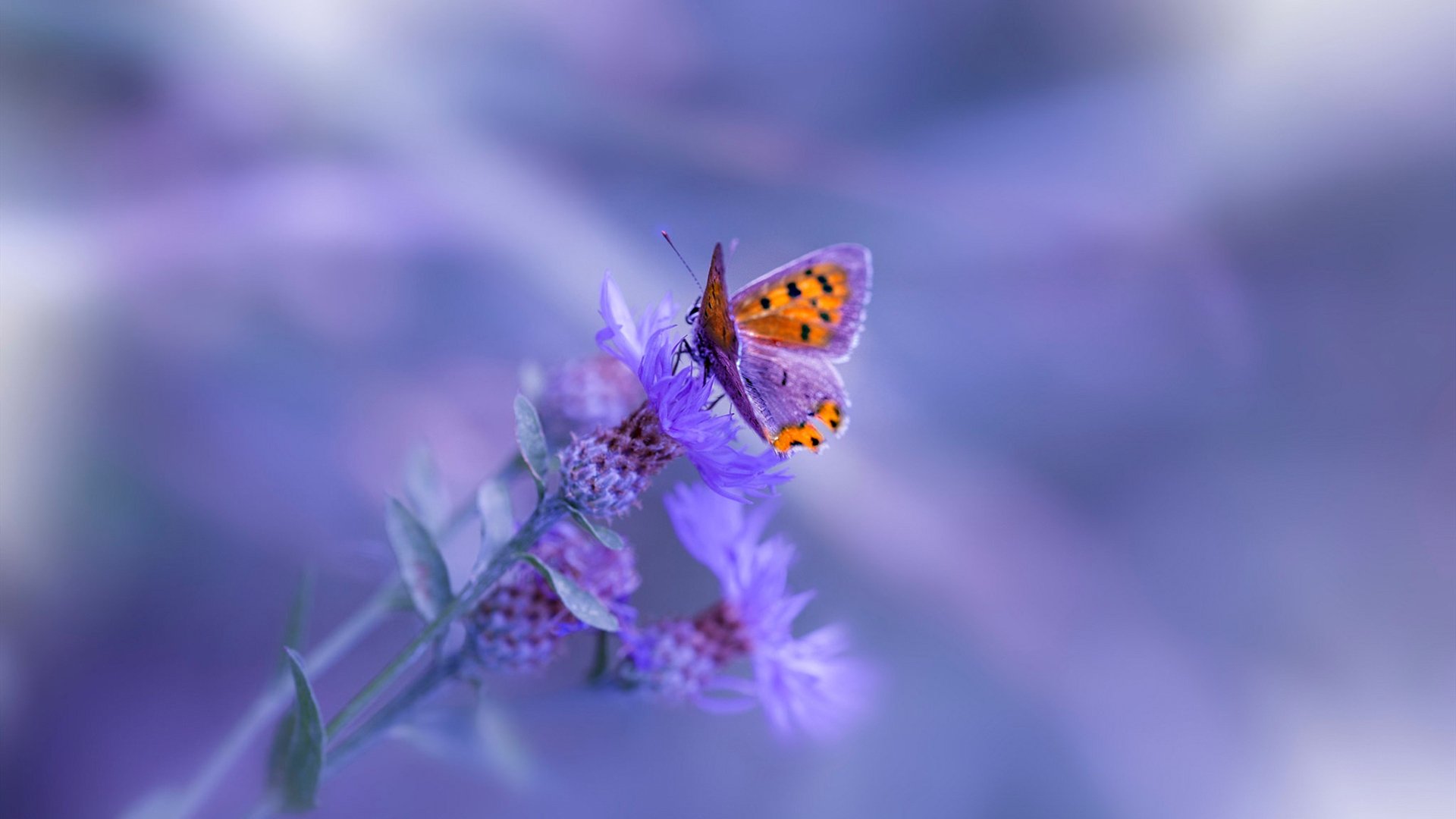 体育新闻中心承办全国体育传媒年会,中国体育科学学会体育新闻传播分会