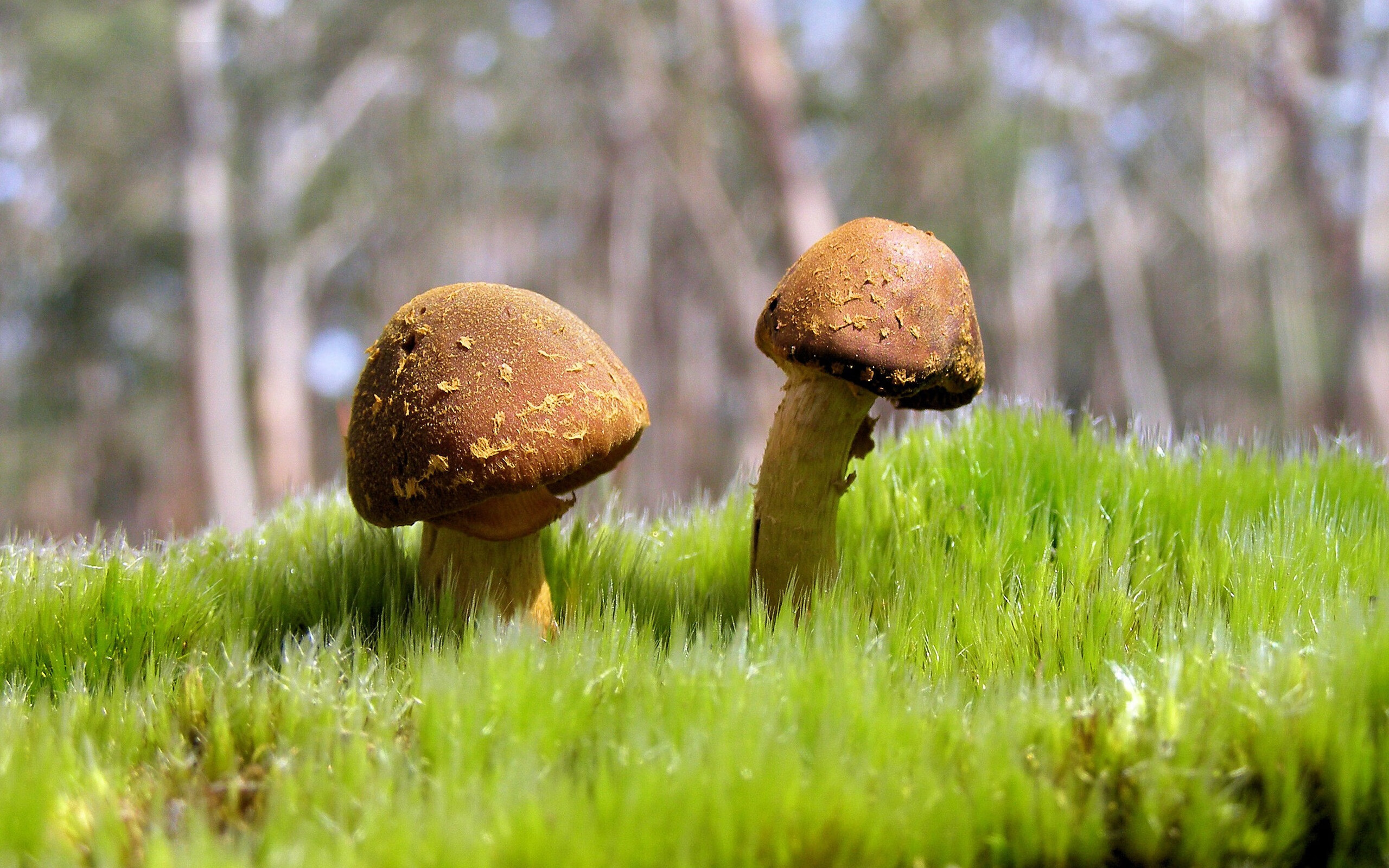 男子短自美队实现金银包揽