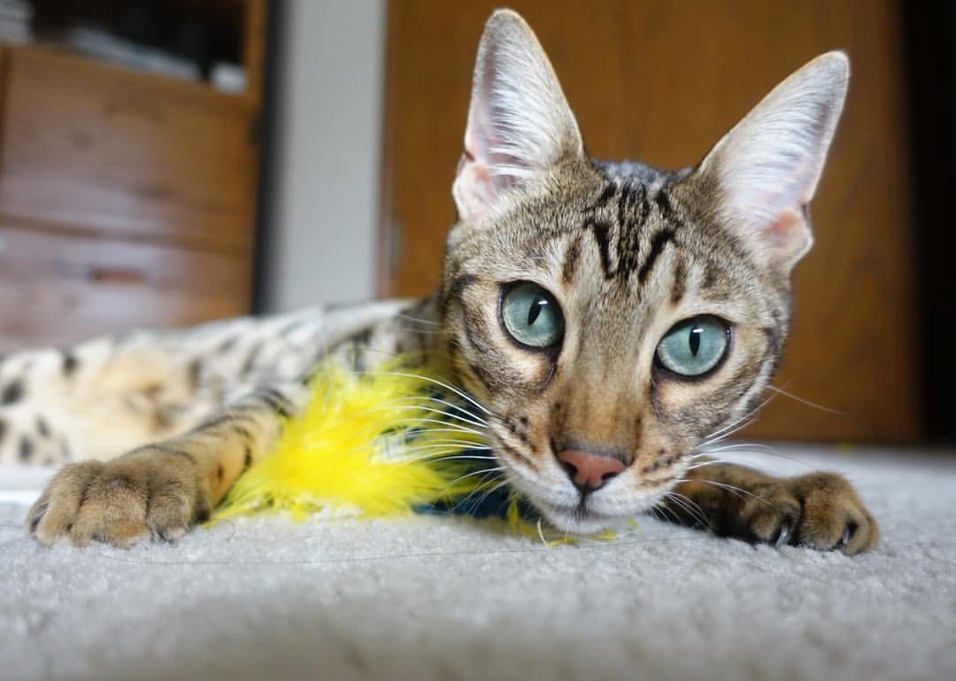 开云体育官网上-马拉松赛事安全保障体系完善，马拉松赛事保障工作