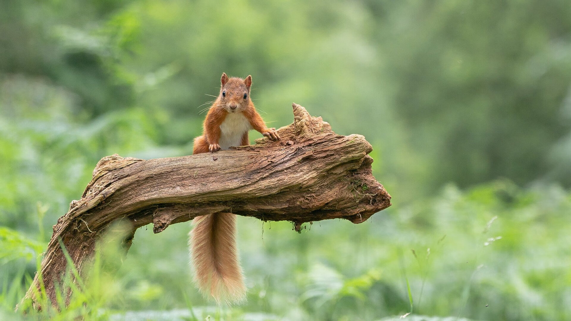 C罗关键破门葡萄牙晋级八强，葡萄牙夺冠c罗伤退