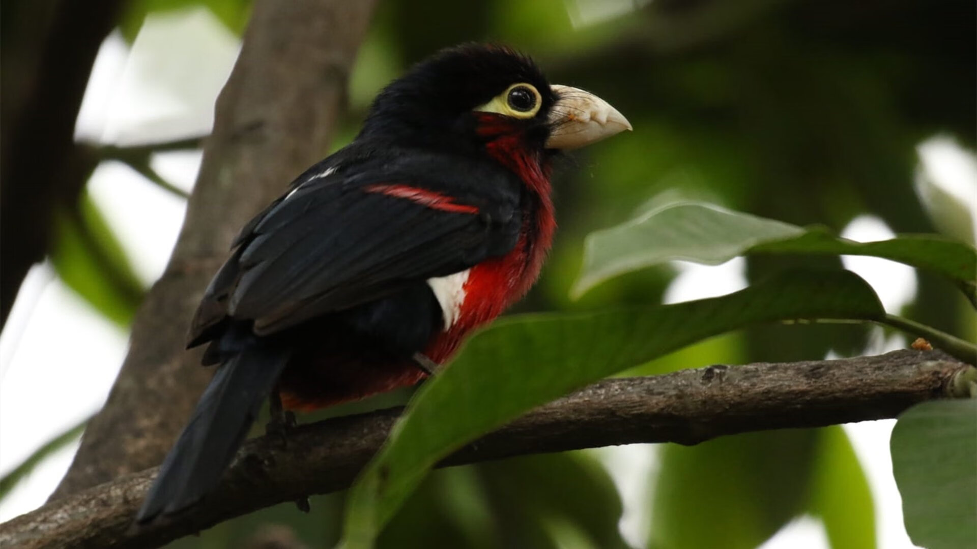 开云体育网址-德甲联赛的粉丝文化多样化，德甲 球迷