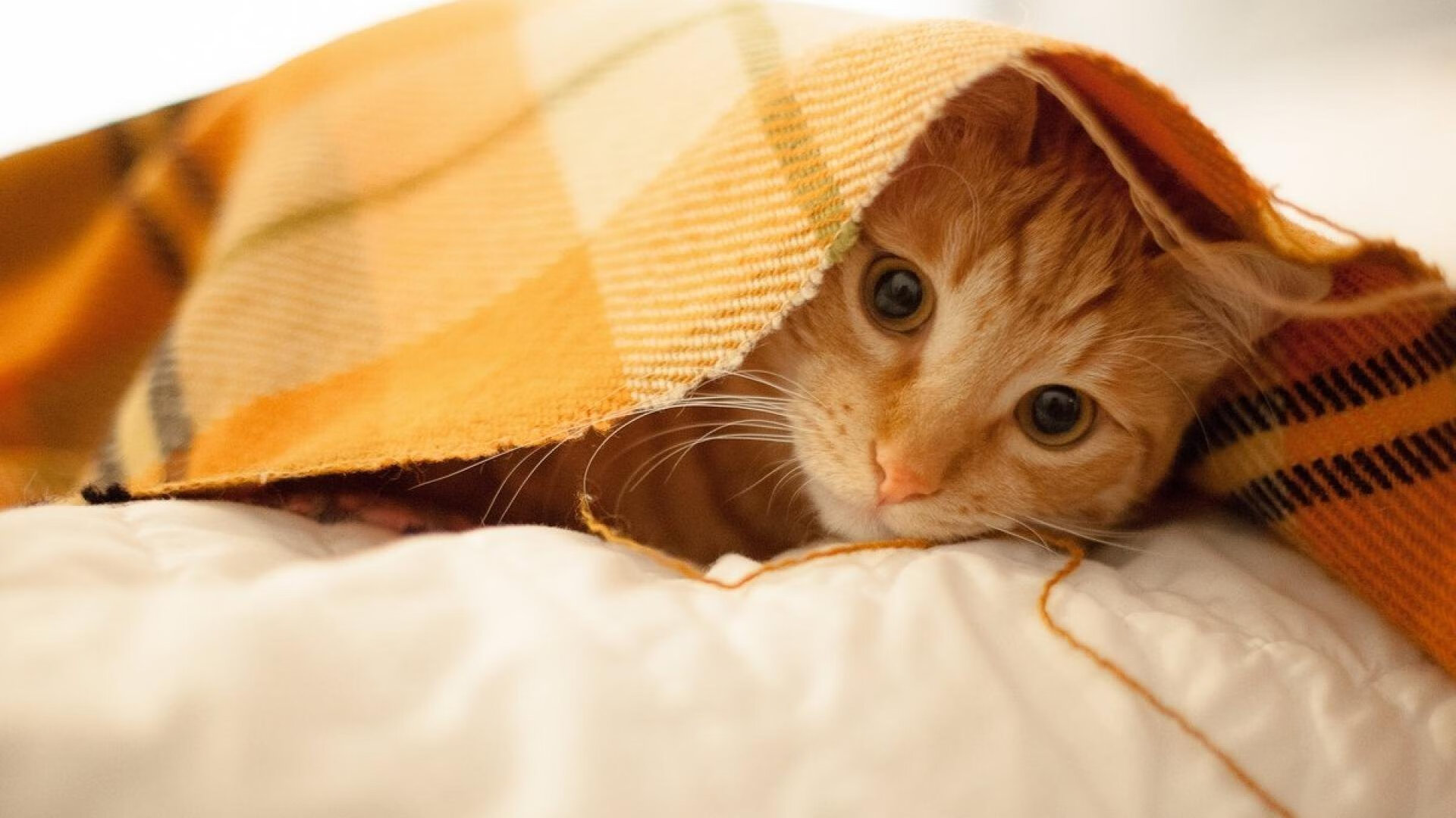 斯洛伐克男篮在欧洲预赛中持续拼搏，目标奥运出线，斯洛伐克男篮怎么样