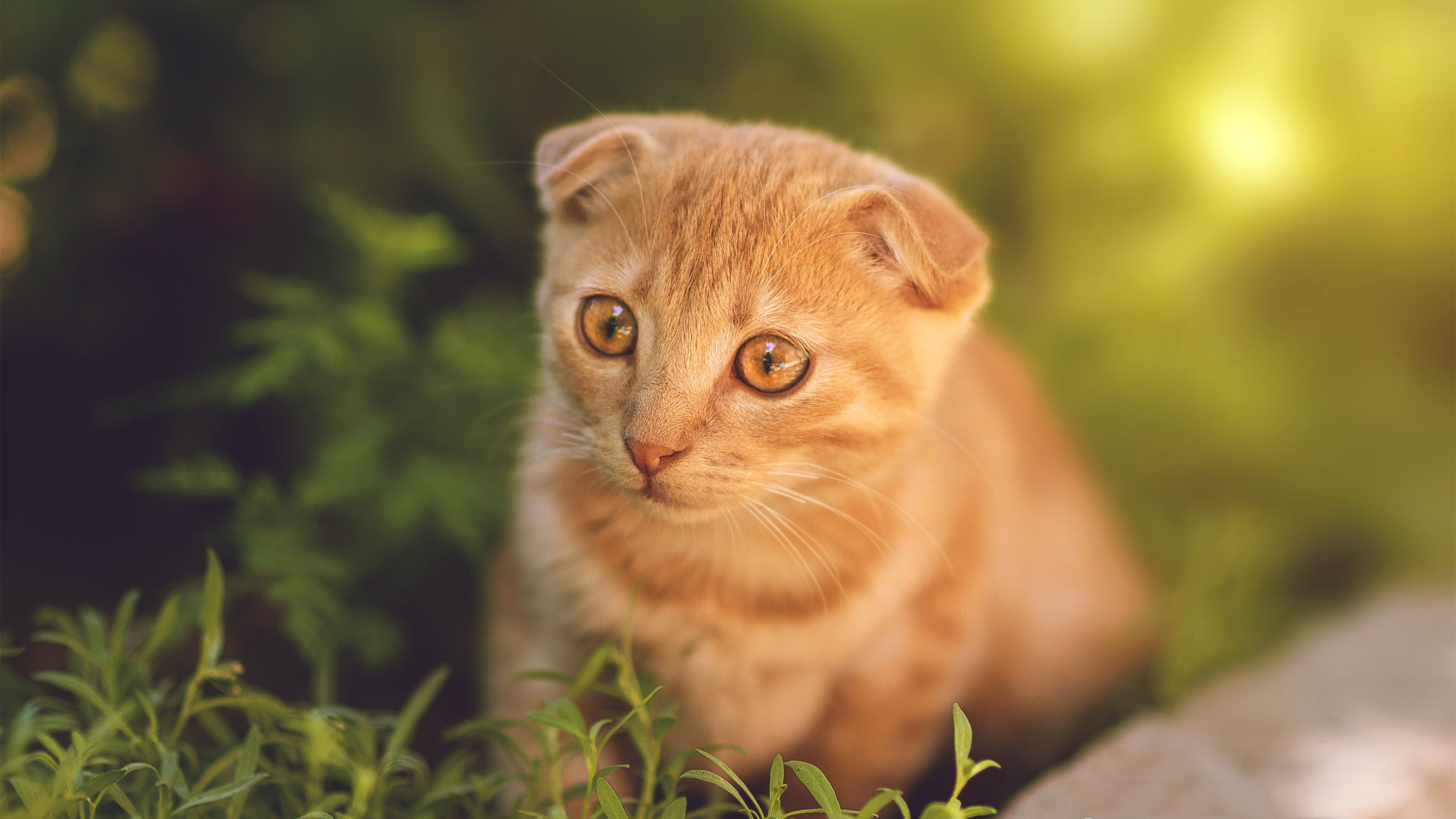 普费夫女子10米跳台决赛技术细腻赢关注