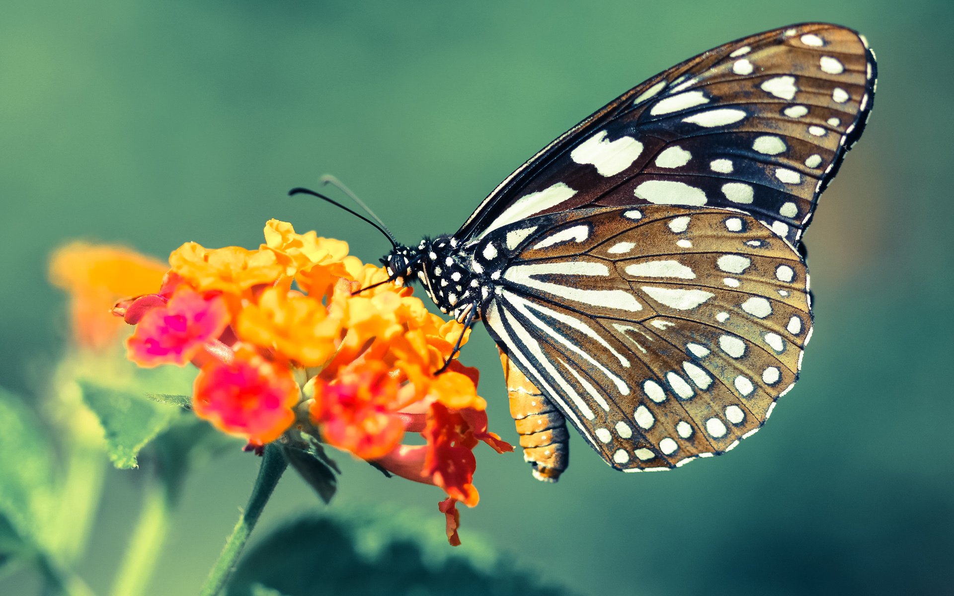 开云在线登入-瑞·弗兰：以全面的能力和坚韧的防守，成为全黑队不可缺少的球员