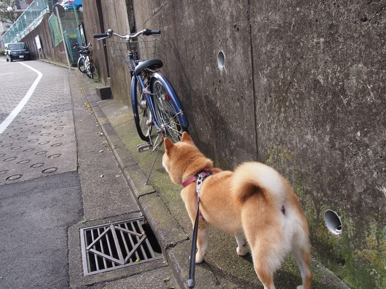 开云体育官网-里根·史密斯持续领跑女子仰泳项目，美国游泳里根史密斯