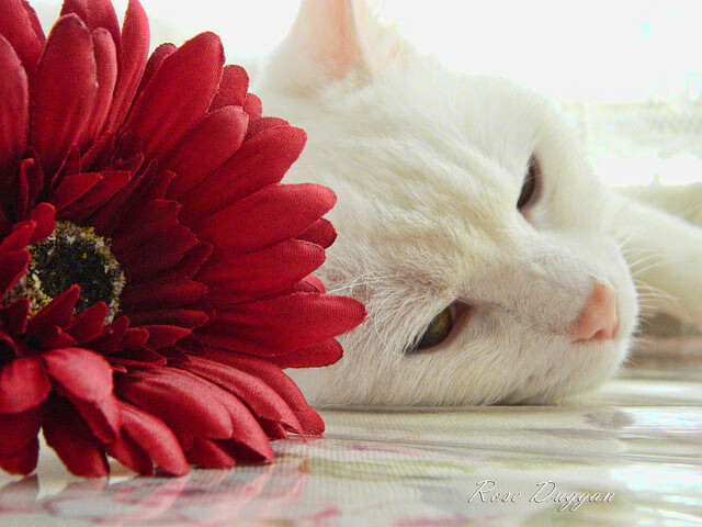 开云在线登入-CBA本土球员薪资管理体系探讨，cba薪酬体系